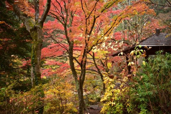 Shosenkyo Gorge's Tenkorin's Autumn Foliage 