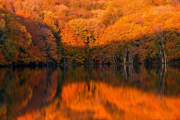 紅葉と蔦沼の日の出