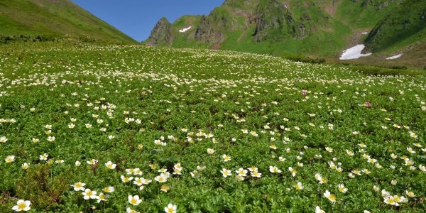 Mt. Akita-Komagatake – A Treasure Trove of Alpine Flowers Mt.-Akita-Komagatake-Moomin-Valley-Akita-Japan