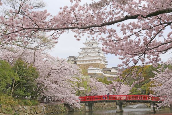 Himeji-Castle-With-Cherry-Blossom