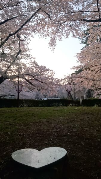 Hirosaki Park Heart Shape Cherry Blossom Mark Aomori Japan