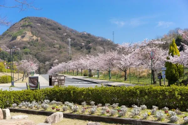 Miyama-Park-Cherry-Blossom-Tamano-Okayama-Japan