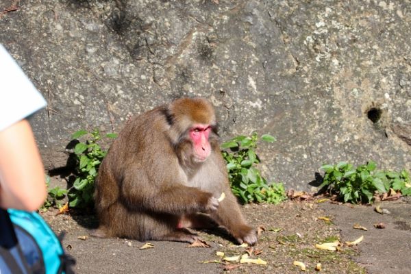 Monkeys In Minoh Park Osaka Japan