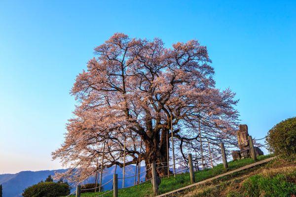 Daigo-Sakura-Maniwa-Okayama-Japan