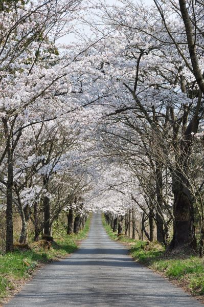 Kayabe-Shrine-Cherry-Trees-Lined-Path-Maniwa-Okayama-Japan