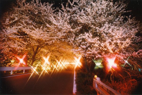 Kuses-Cherry-Blossom-Tunnel-Maniwa-Okayama-Japan
