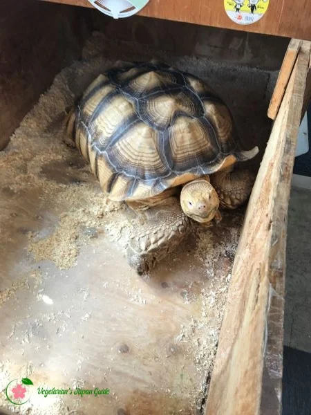 Meet Tsukishima’s Most Popular Pet, Jiant Tortoise – Bonchan