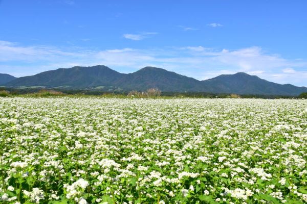 Buckwheat-Flowers-In-Hiruzen-Maniwa-Okayama-Japan