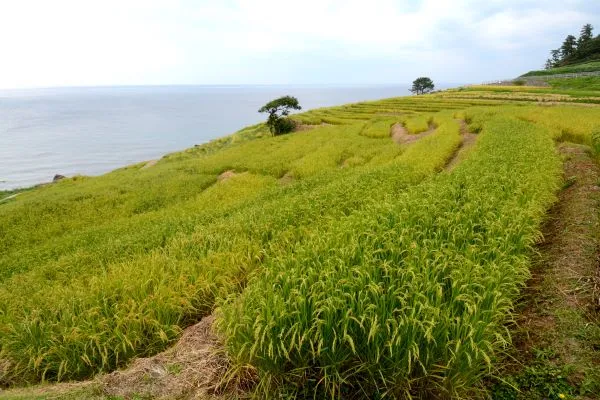 noto peninsula tours