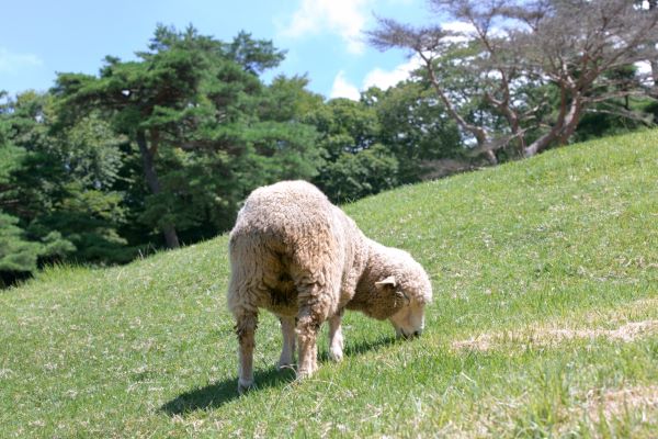 Rokkosan-Pastures-Sheep-Kobe-Hyogo-Japan