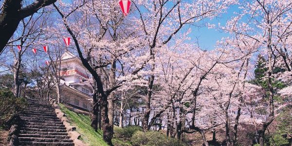 Senshu Park – An Unusual Castle Park in Akita City Senshu-Park-Cherry-Blossom-Festival-Akita-Japan