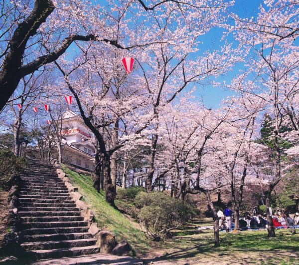 Senshu-Park-Cherry-Blossom-Festival-Akita-Japan
