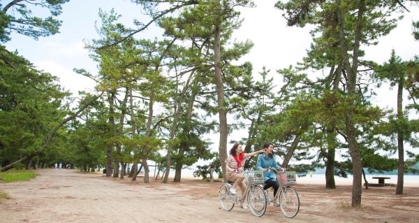 Amanohashidate-Pine-Trees-Promenade-Cycling-Miyazu-Kyoto
