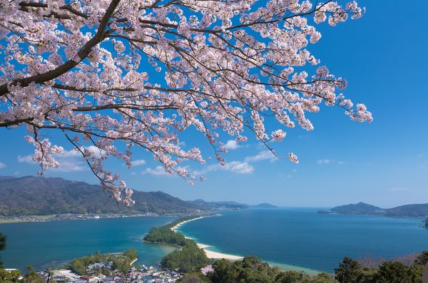 Amanohashidate-View-Land-Cherry-Blossom-Miyazu-Kyoto
