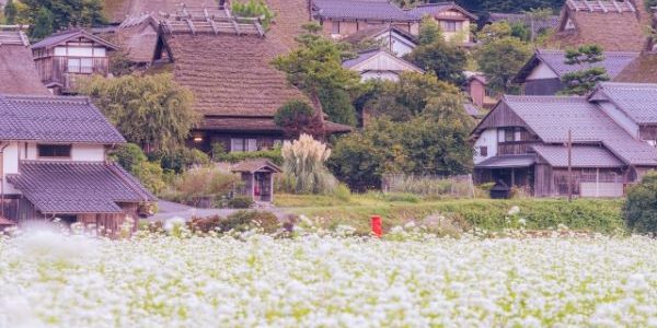 Miyama-Kayabuki-no-Sato-Soba-Field-Nantan-Kyoto-Japan