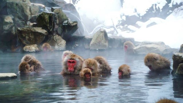 Jigokudani-Snow-Monkey-Park-Nagano-Japan
