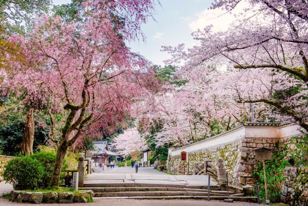 Mii-dera-Cherry-Blossom-Otsu-Shiga-Japan