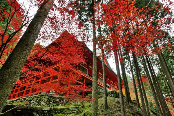 Yokawa-Chudo-Hall-Autumn-Foliage-Mt.-Hiei-Shiga-Japan