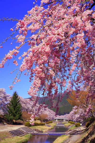 Cherry-Blossom-at-Ugui-River-in-Ayukawa-Village-Koka-Shiga-Japan