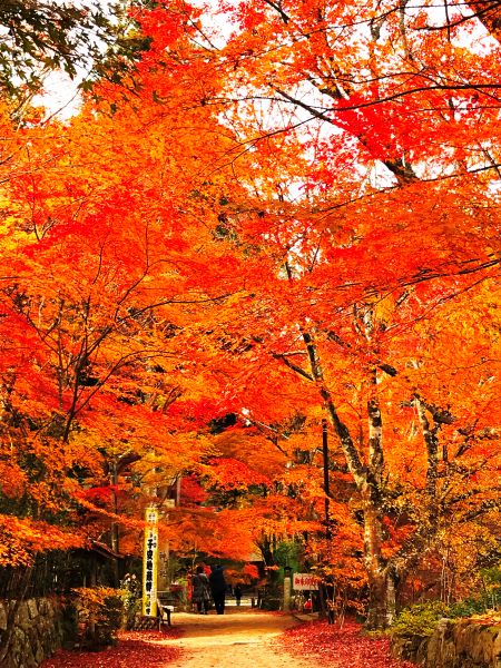 Chojuji-Temple-Autumn-Foliage-Konan-Shiga-Japan