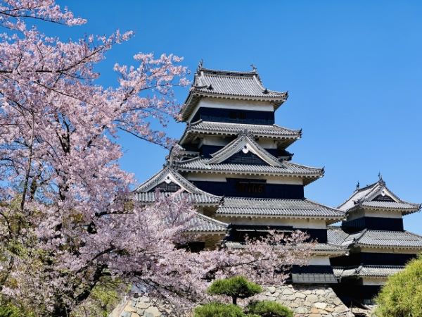 Matsumoto-Castle-and-Cherry-Blossom-Matsumoto-Nagano-Japan