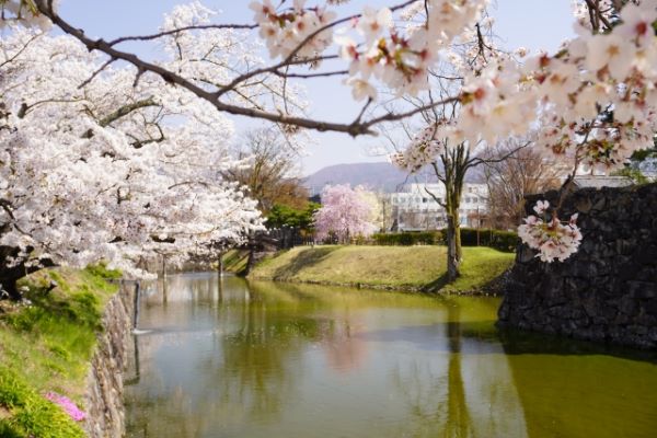 Matsumoto-Castles-Moat-and-Cherry-Blossom-Matsumoto-Nagano-Japan