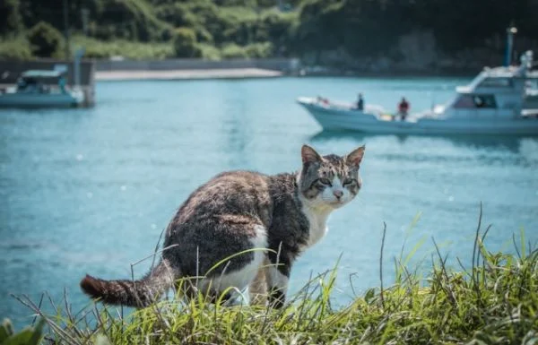 Cat Paradise in Aoshima, Ehime Prefecture ♡