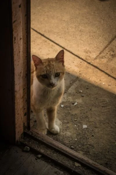 Cat lover? Try a trip to Aoshima Island, Ozu Japan