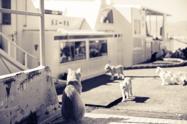 Cat lover? Try a trip to Aoshima Island, Ozu Japan