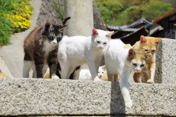 Top 3 Cat Islands in Japan