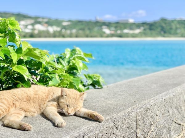 Cats-on-Oujima-Nanjo-Okinawa-Japan