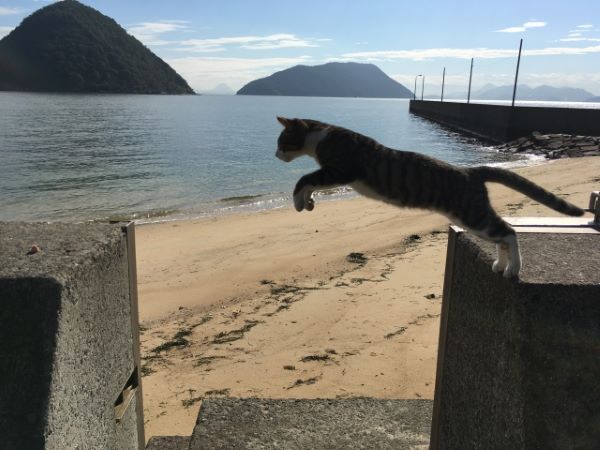 Cats-on-Sanagi-Island-Jumping-between-Disconnected-Embarkments-Nakatado-Kagawa-Japan
