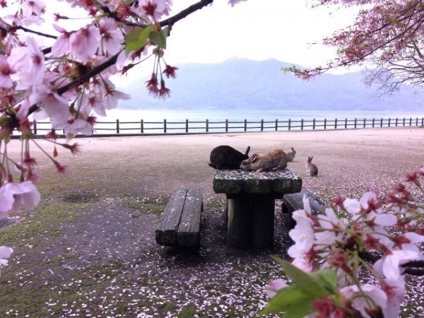 Cherry-Blossoms-on-Okunoshima-Takehara-Hiroshima-Japan
