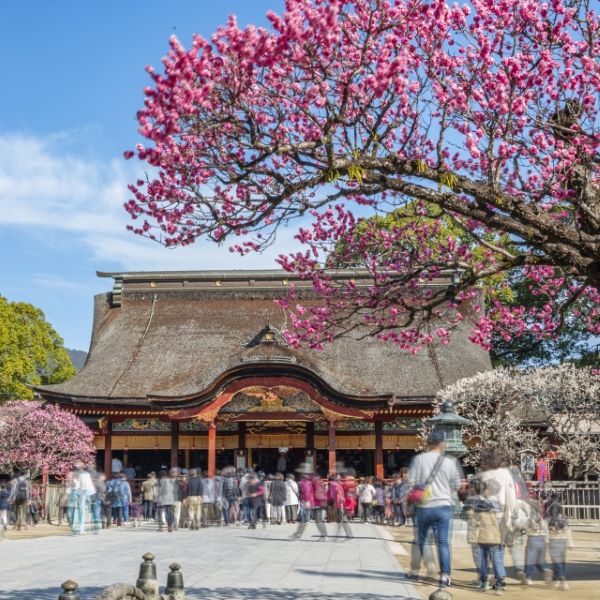 Dazaifu-Tenman-gu-Plum-Blossoms-Dazaifu-Japan