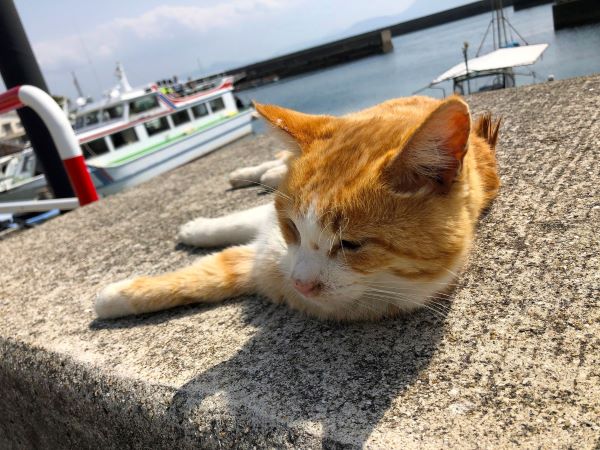 Sanagi Island – The Hidden Cat Island on the Seto Inland Sea