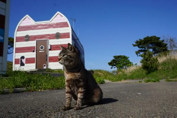 Top 3 Cat Islands in Japan