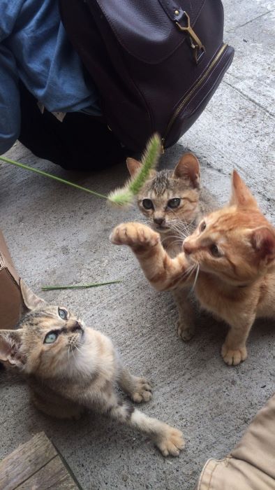 Cat lover? Try a trip to Aoshima Island, Ozu Japan