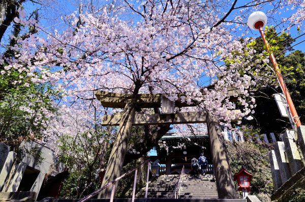 Atago-Shrines-Cherry-Blossom-Fukuoka-Japan