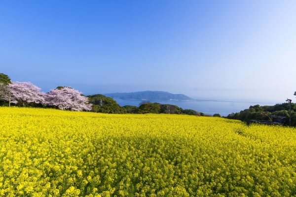Nokonoshima-Island-Park-Rape-Blossoms-and-Cherry-Blossom-Fukuoka-Japan