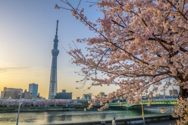 Tokyo-Sky-Tree-and-Cherry-Blossom-Tokyo-Japan