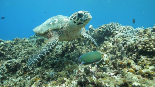 Tokashiki-Island-Sea-Turtle-Okinawa-Japan