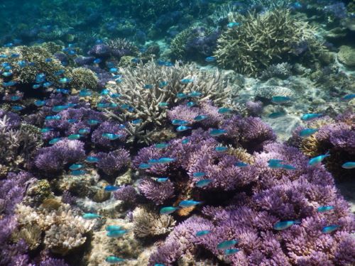 Tropical-Fish-and-Coral-Reefs-Close-to-Amuro-Island-Island-Okinawa