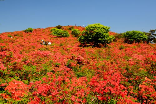 Azaleas-at-Mt.-Murone-Ichinoseki-Iwate-Japan
