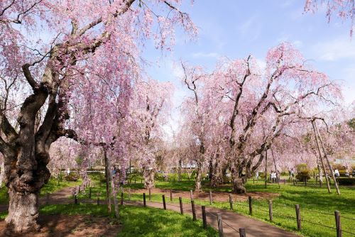 Yonai-Water-Treatment-Plant-Cherry-Blossom-Morioka-Iwate-Japan