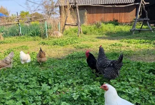 Chicken at Vegan-Friendly Ukicafe Backyard on Inujima Okayama Japan