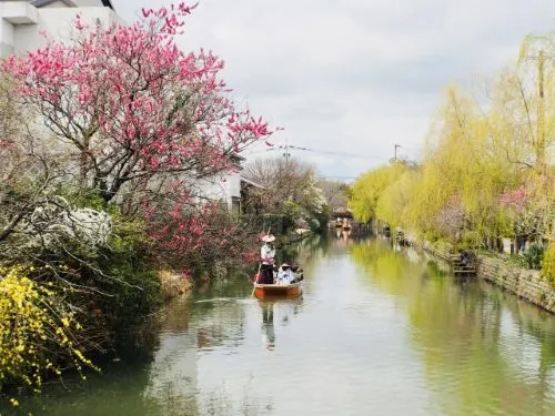 Yanagawa River Boat With Cherry Blossoms in Yanagawa Fukuoka Japan